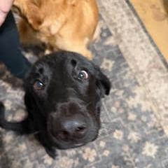 Enlarge Dolly, a Adoptable mixed breed in Bellingham, WA image 6/6