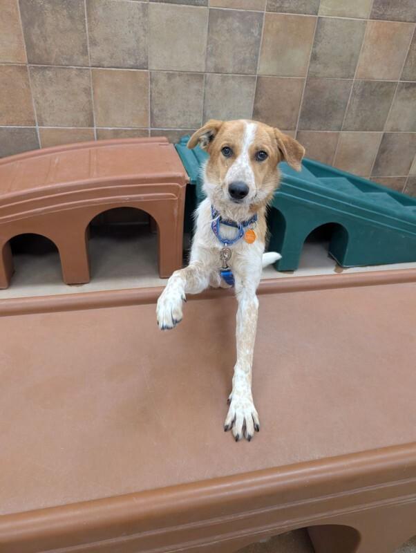 Oswin, Adoptable, Young Male Cattle Dog & Mixed Breed.