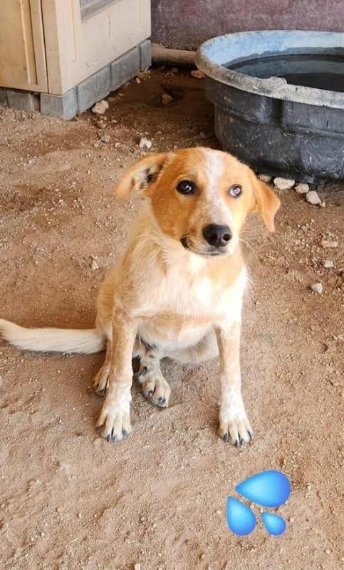 Oswin, a Adoptable mixed breed in Fort Collins, CO image 2/4