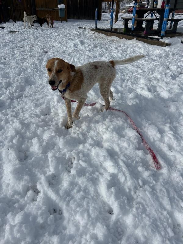 Oswin, a Adoptable mixed breed in Fort Collins, CO image 3/4