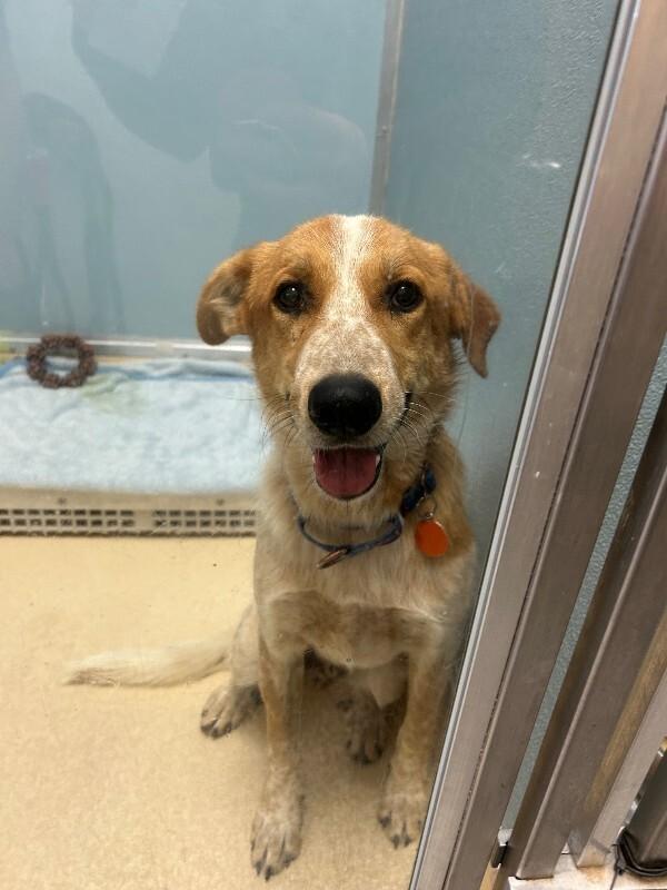 Oswin, a Adoptable mixed breed in Fort Collins, CO image 4/4