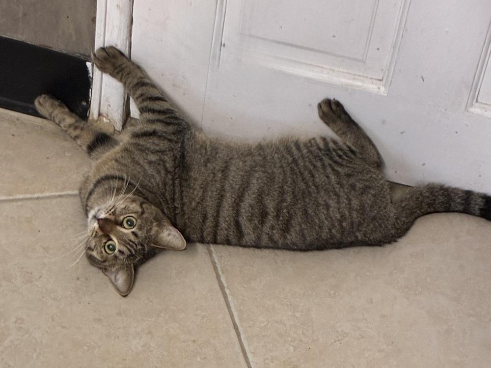 Zinnia, Adoptable, Kitten Female Domestic Short Hair.