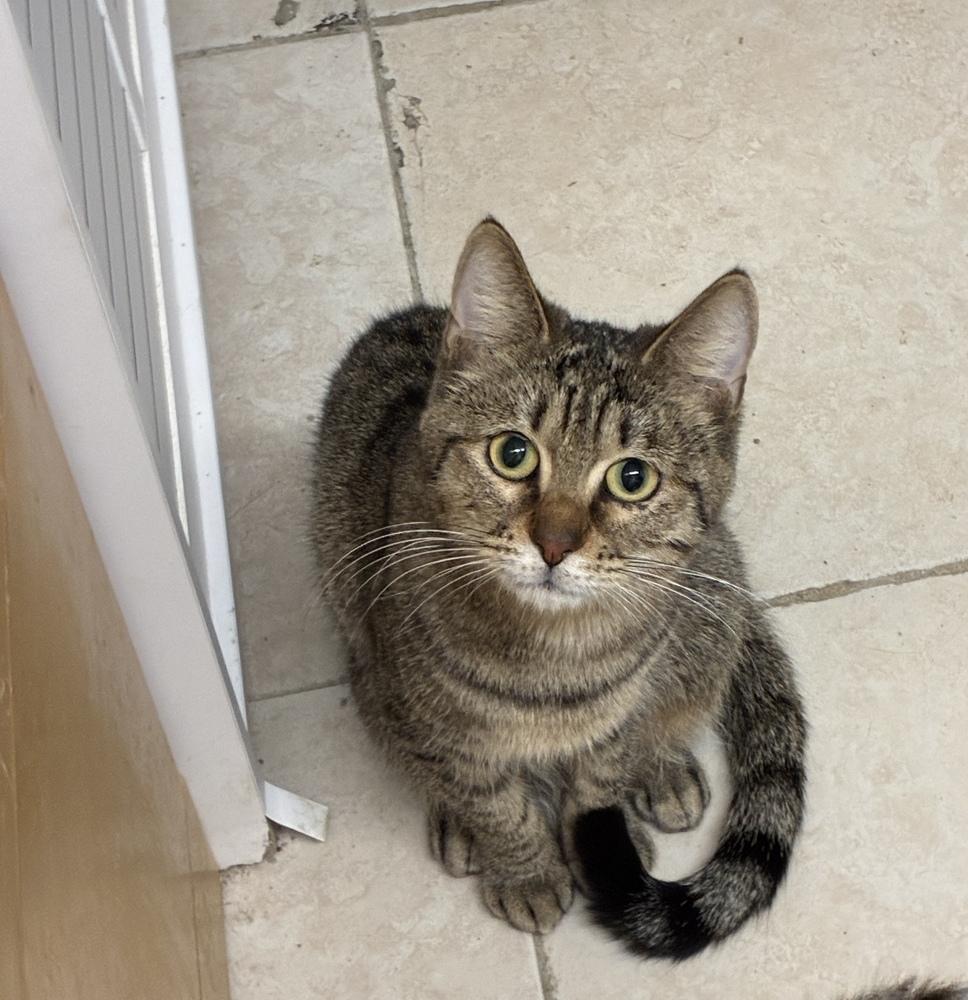 Enlarge Zinnia, a Adoptable Domestic Short Hair in Randolph, MA image 2/2