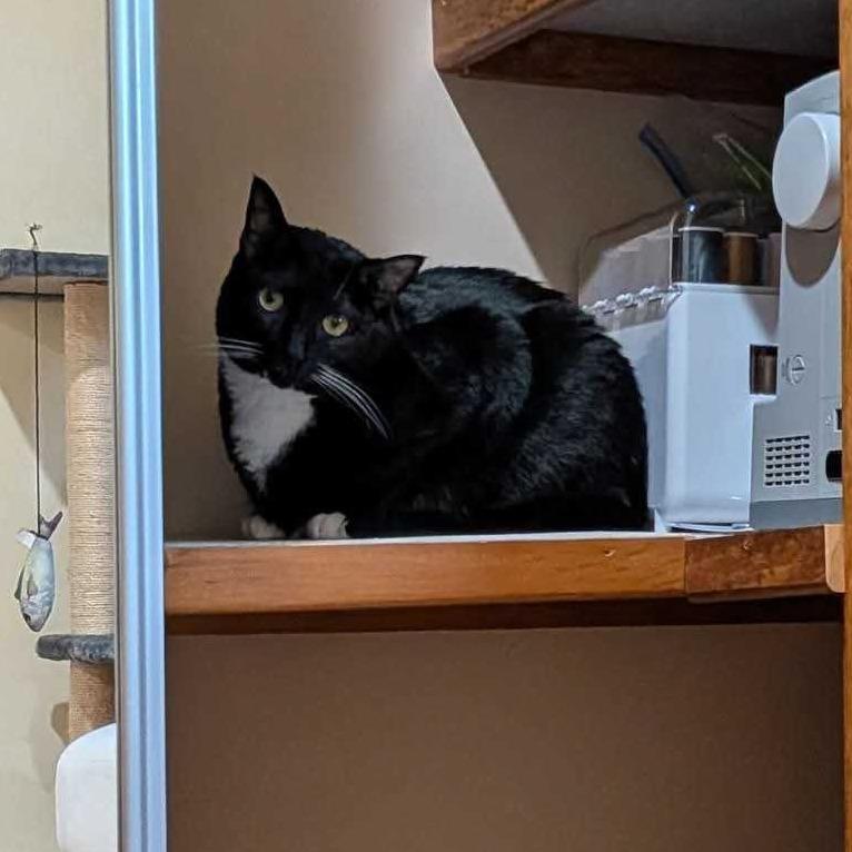 Bean, Adoptable, Adult Male Domestic Short Hair.