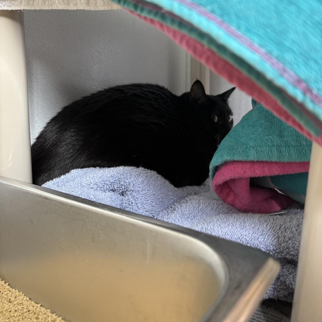 Bean, Adoptable, Adult Male Domestic Short Hair.