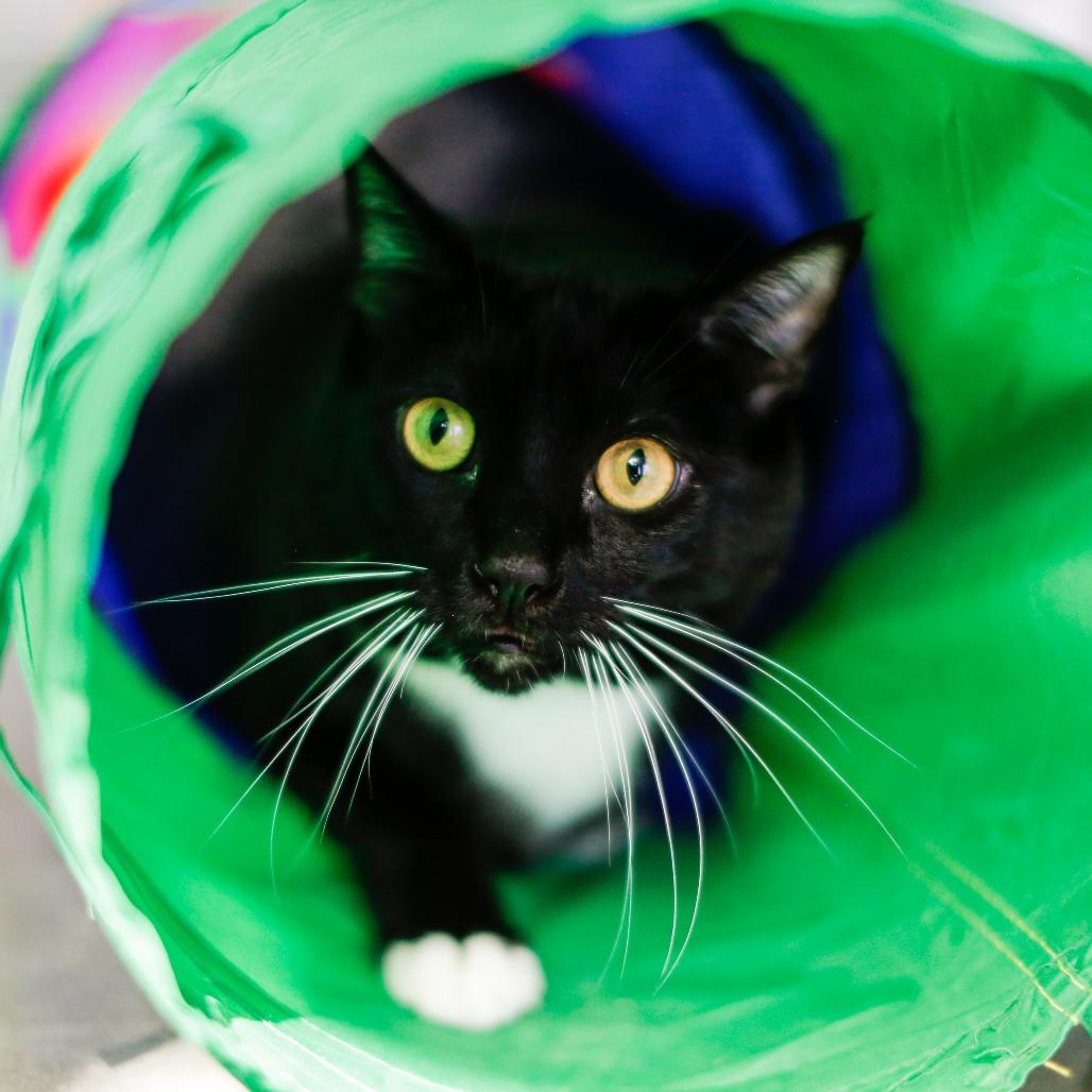 Enlarge Bean, a Adoptable Domestic Short Hair in Dover, NH image 3/6