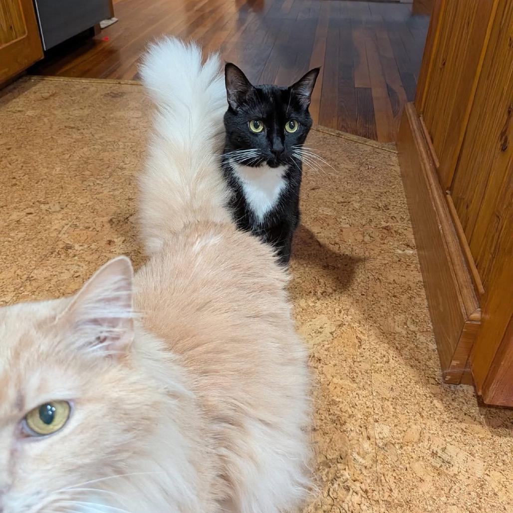 Enlarge Bean, a Adoptable Domestic Short Hair in Dover, NH image 4/6