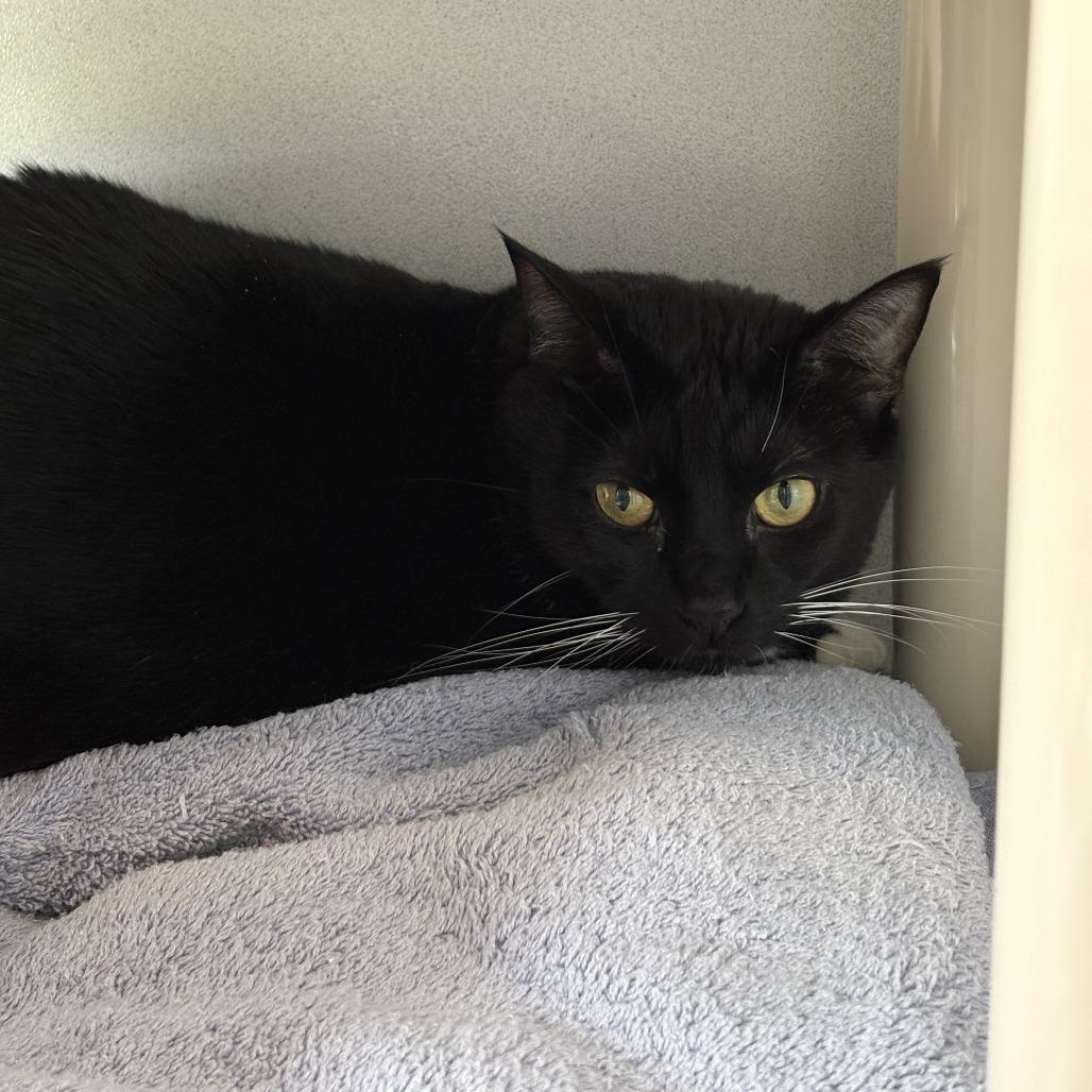 Enlarge Bean, a Adoptable Domestic Short Hair in Dover, NH image 2/2