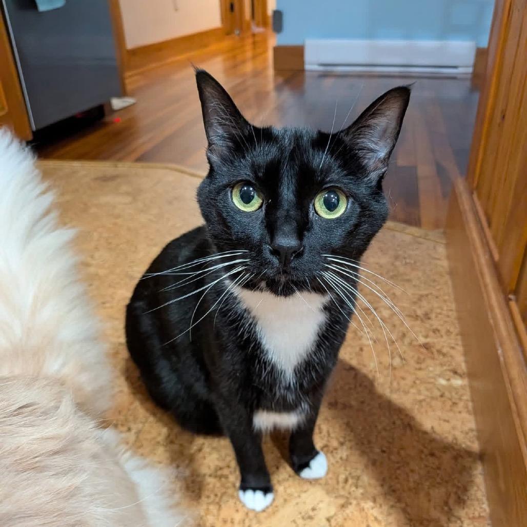 Enlarge Bean, a Adoptable Domestic Short Hair in Dover, NH image 6/6