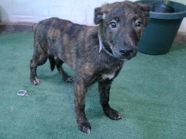 PETE, Adoptable, Puppy Male German Shepherd Dog & Mixed Breed.