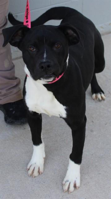 ARCHIE, Adoptable, Young Male Pit Bull Terrier & Labrador Retriever.