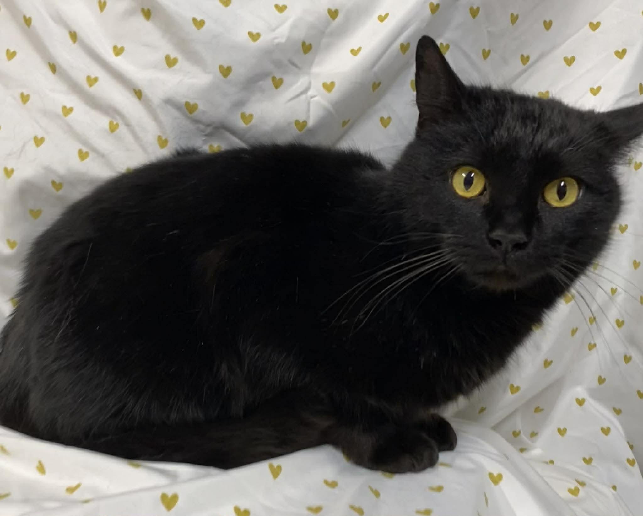 Enlarge Sunny, a Adoptable Domestic Short Hair in Caro, MI image 1/1