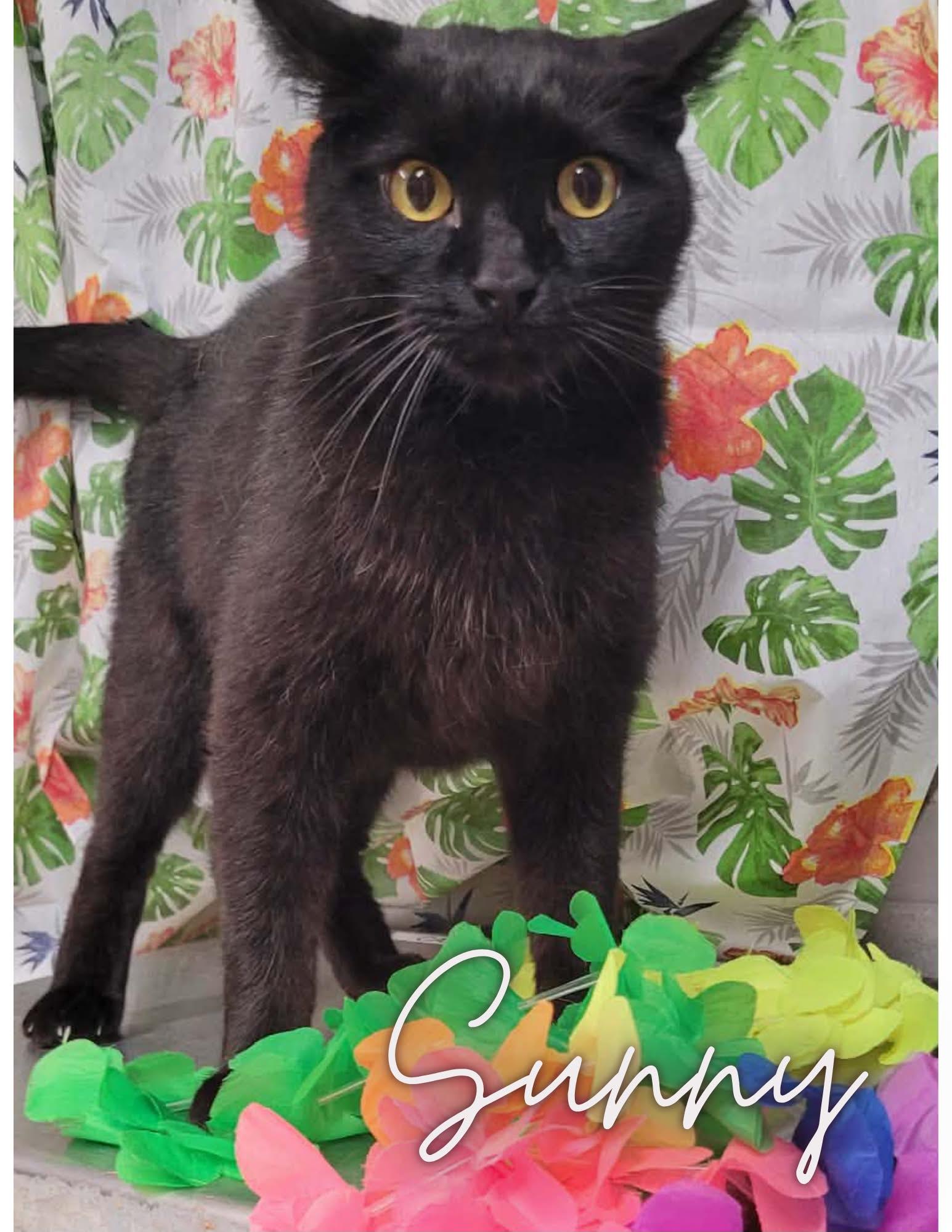 Enlarge Sunny- FIV Positive, a Adoptable Domestic Short Hair in Caro, MI image 2/2
