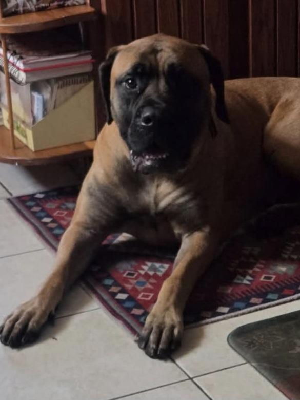 Demi - VA, Adopted, Young Female Bullmastiff.