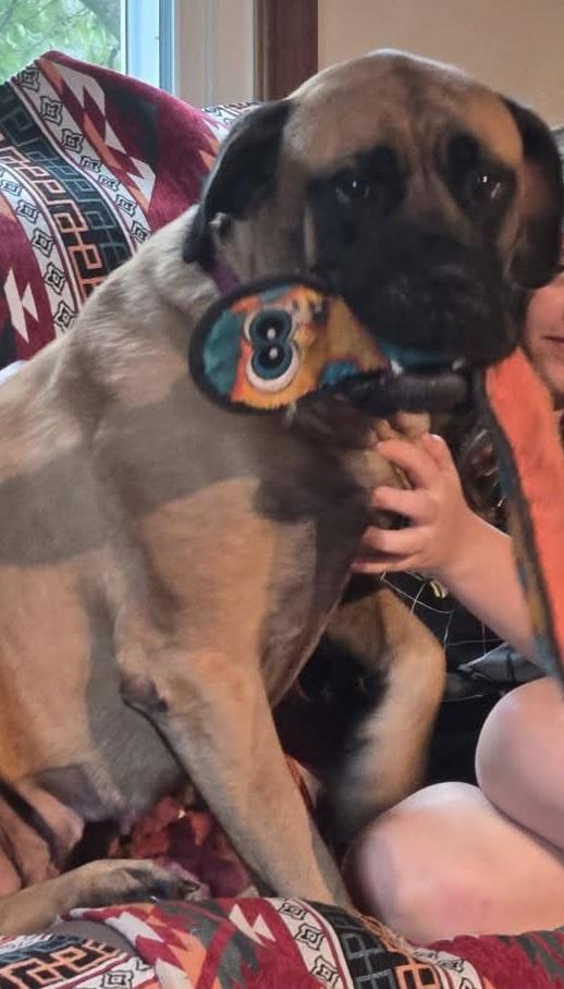 Enlarge Demi - VA, a Adopted Bullmastiff in Luray, VA image 2/3