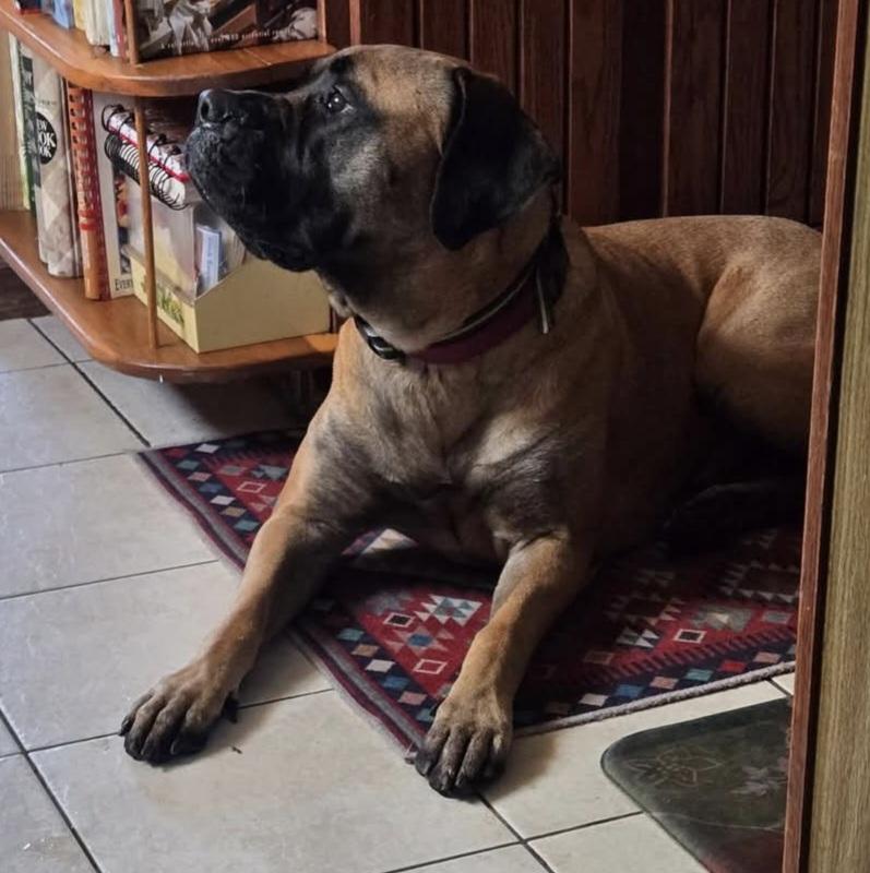 Enlarge Demi - VA, a Adopted Bullmastiff in Luray, VA image 3/3
