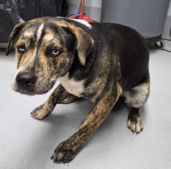 Enlarge Pen 149 Pablo, a Adoptable mixed breed in Lawrenceville, GA image 1/1