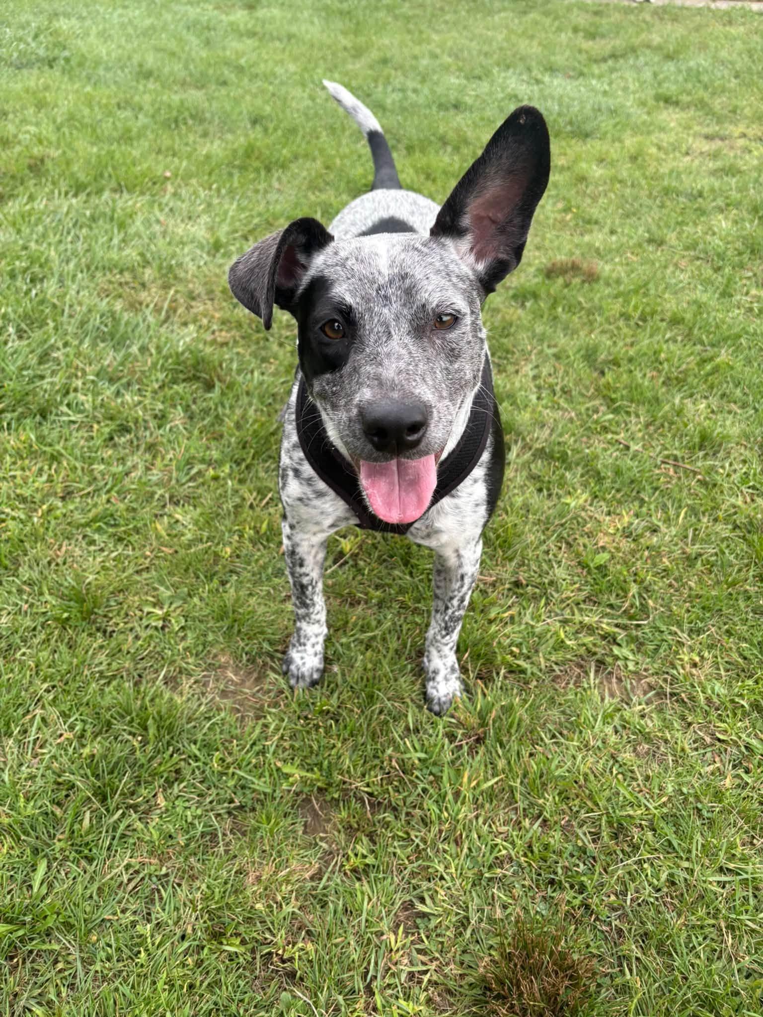 Enlarge Nova, a Adoptable Australian Cattle Dog / Blue Heeler in Woodstock, ON image 2/6