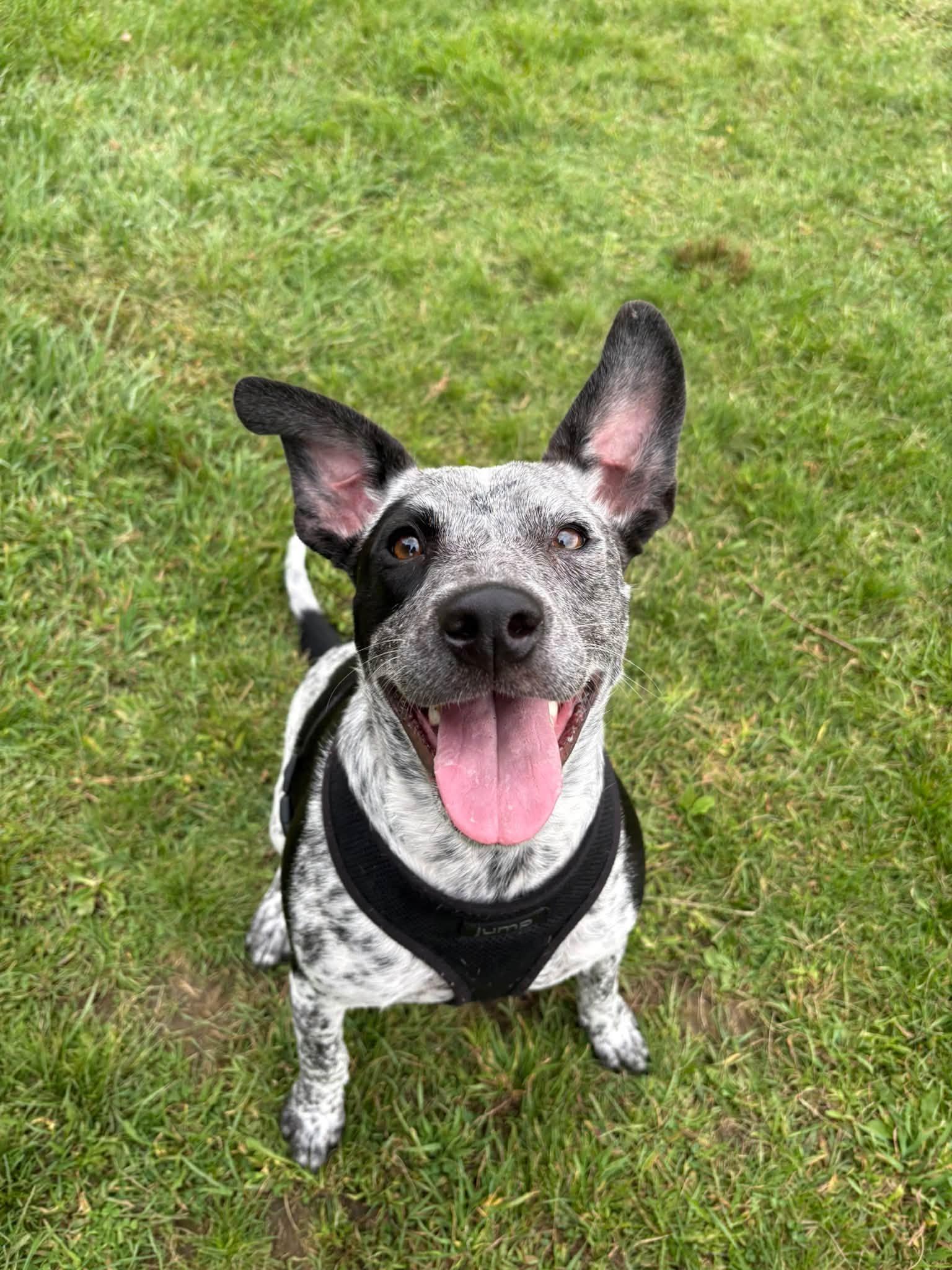 Nova, Adoptable, Young Female Australian Cattle Dog / Blue Heeler.