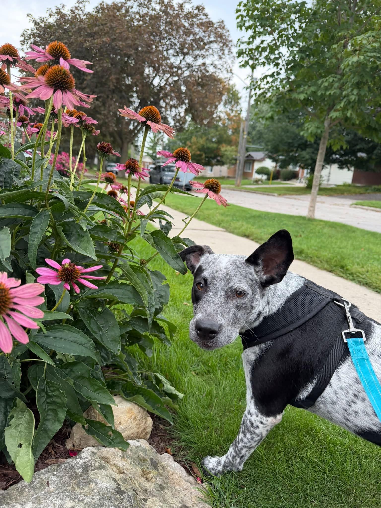 Enlarge Nova, a Adoptable Australian Cattle Dog / Blue Heeler in Woodstock, ON image 6/6