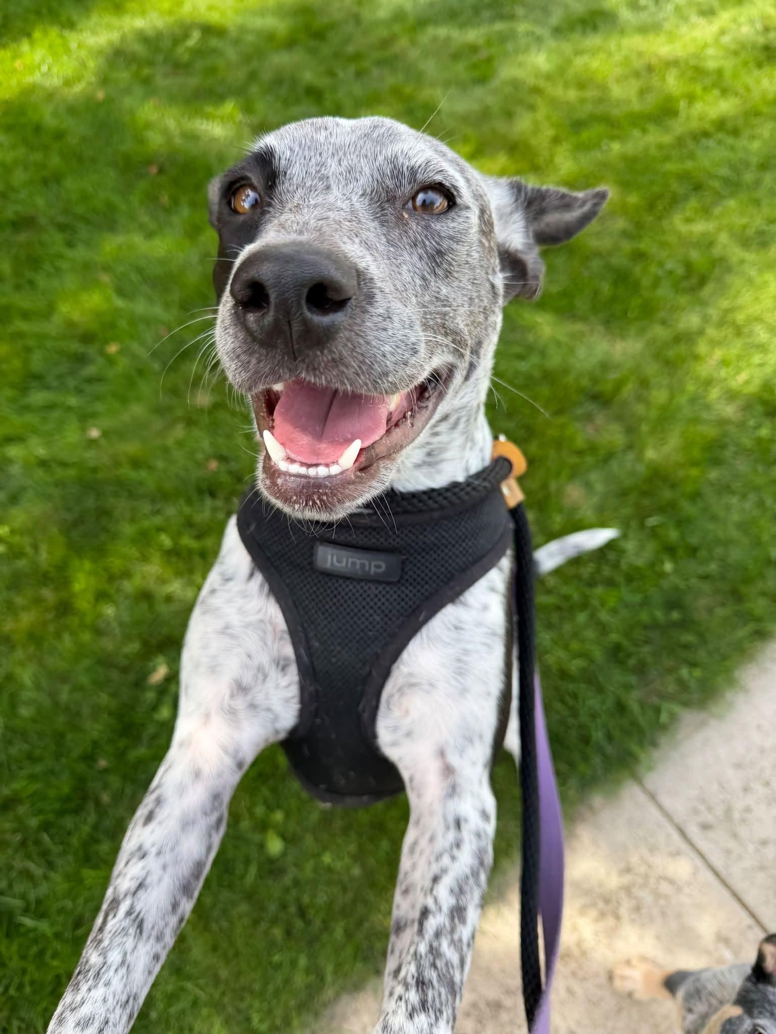 Enlarge Nova, a Adoptable Australian Cattle Dog / Blue Heeler in Woodstock, ON image 4/6
