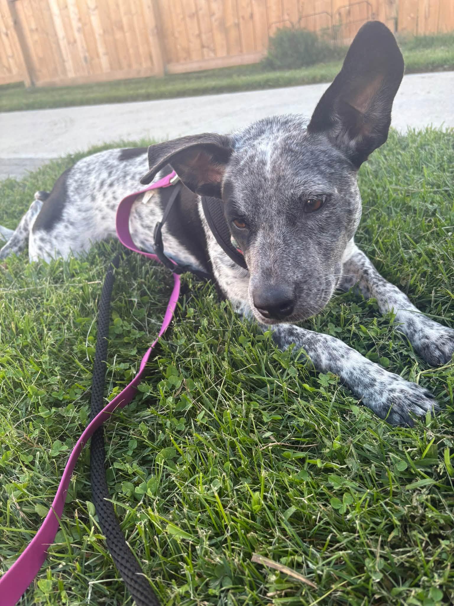 Enlarge Nova, a Adoptable Australian Cattle Dog / Blue Heeler in Woodstock, ON image 3/6