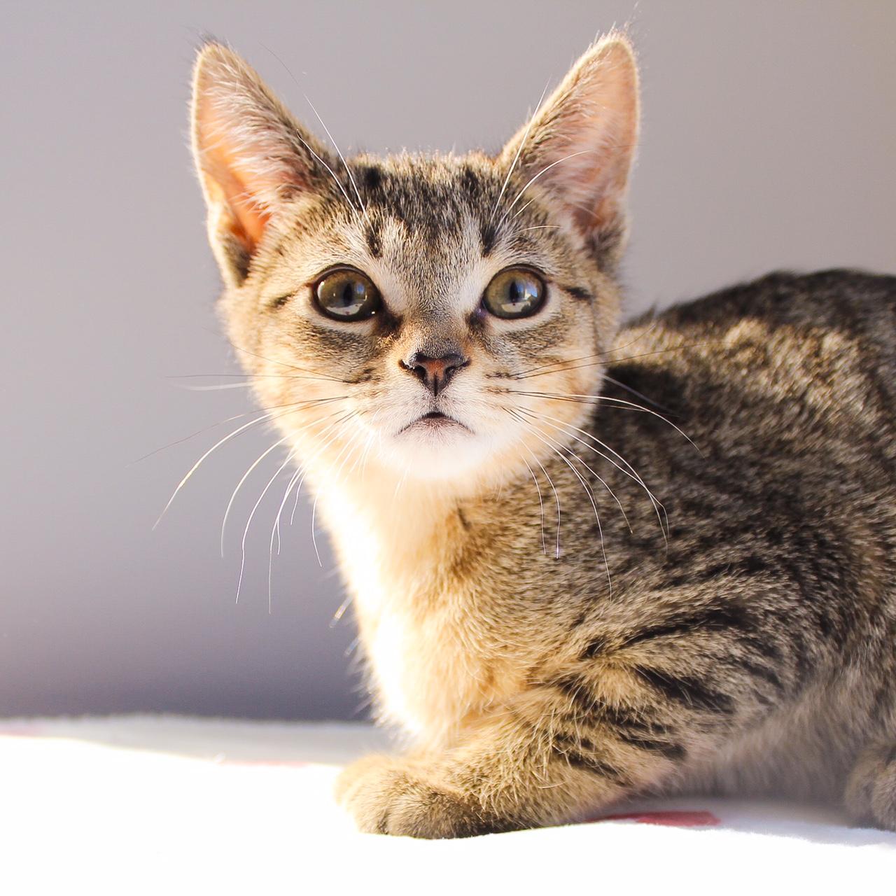 Melba, adopted, Kitten Female Domestic Short Hair.