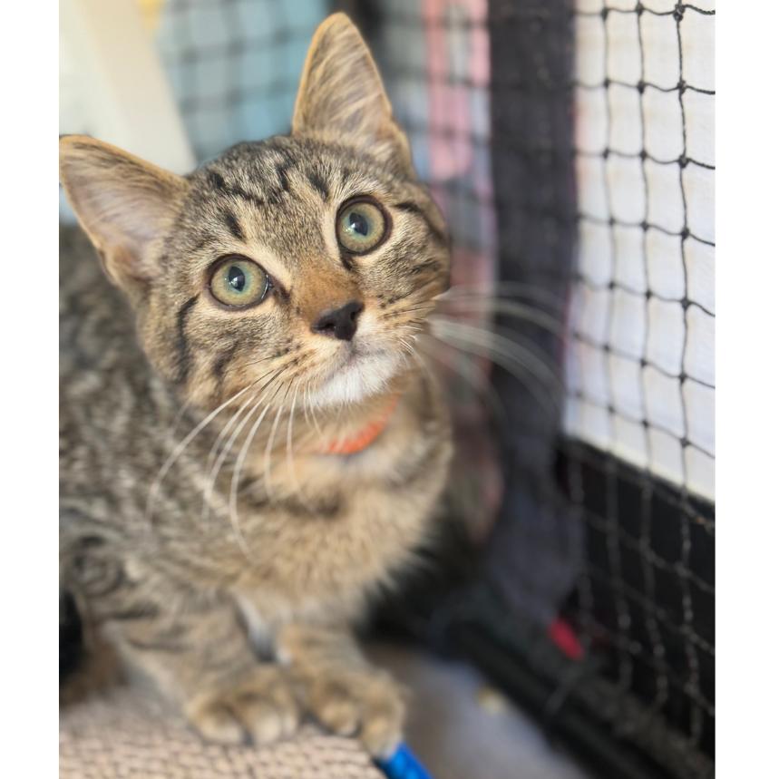Brownie, Adoptable, Kitten Male Domestic Short Hair.