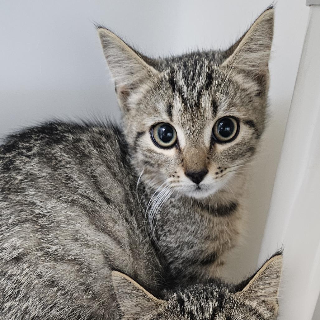 Enlarge Brownie, a Adoptable Domestic Short Hair in Ridgely, MD image 2/5