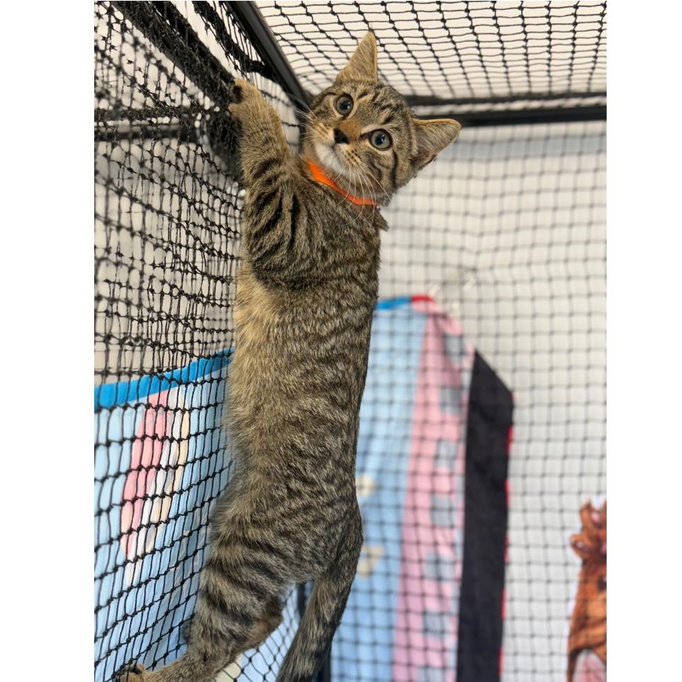 Enlarge Brownie, a Adoptable Domestic Short Hair in Ridgely, MD image 3/5