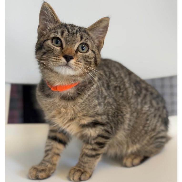 Enlarge Brownie, a Adoptable Domestic Short Hair in Ridgely, MD image 4/5