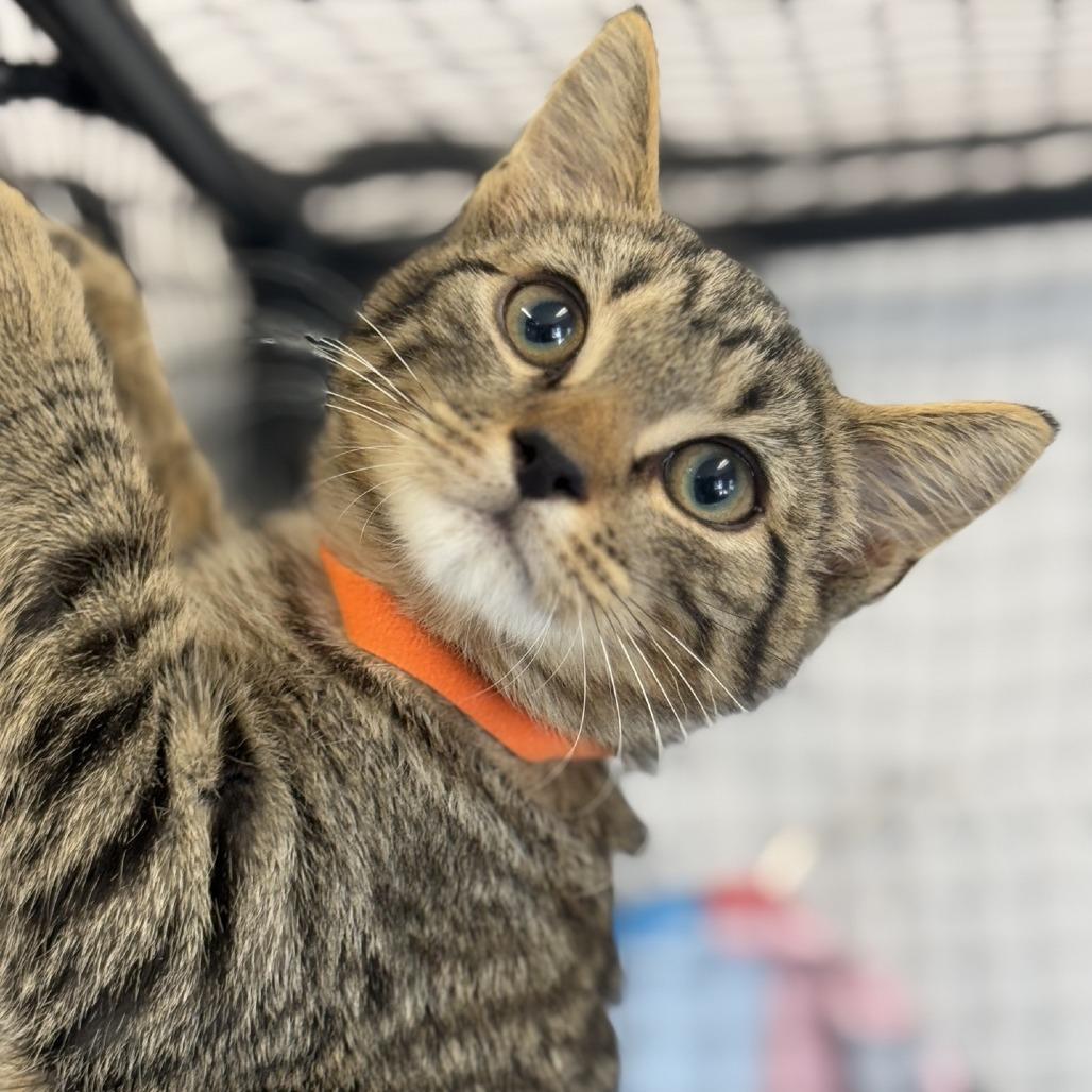 Enlarge Brownie, a Adoptable Domestic Short Hair in Ridgely, MD image 5/5