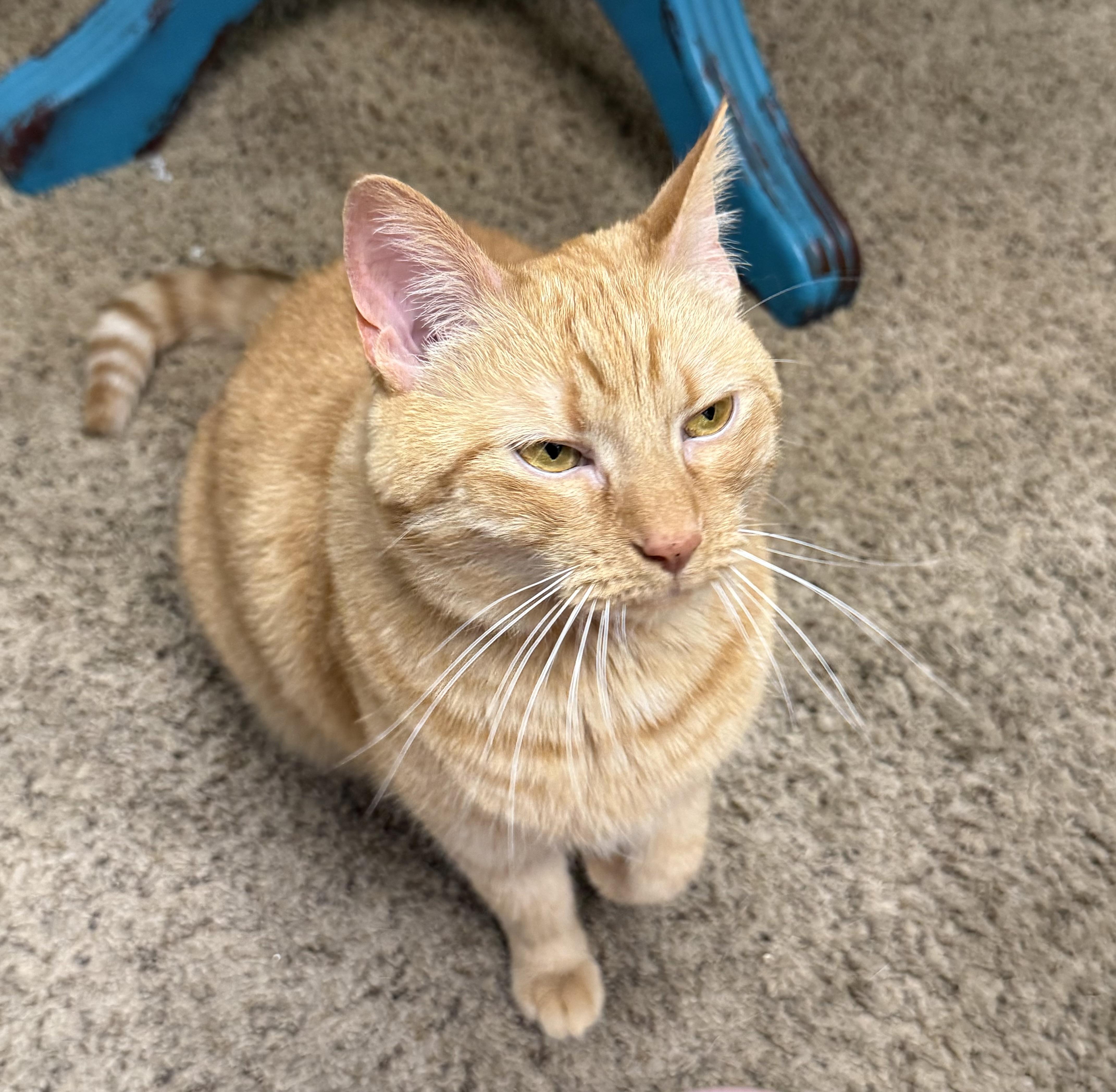 Enlarge Sky (Goldie), a Adoptable Domestic Short Hair in Dyersburg, TN image 6/6