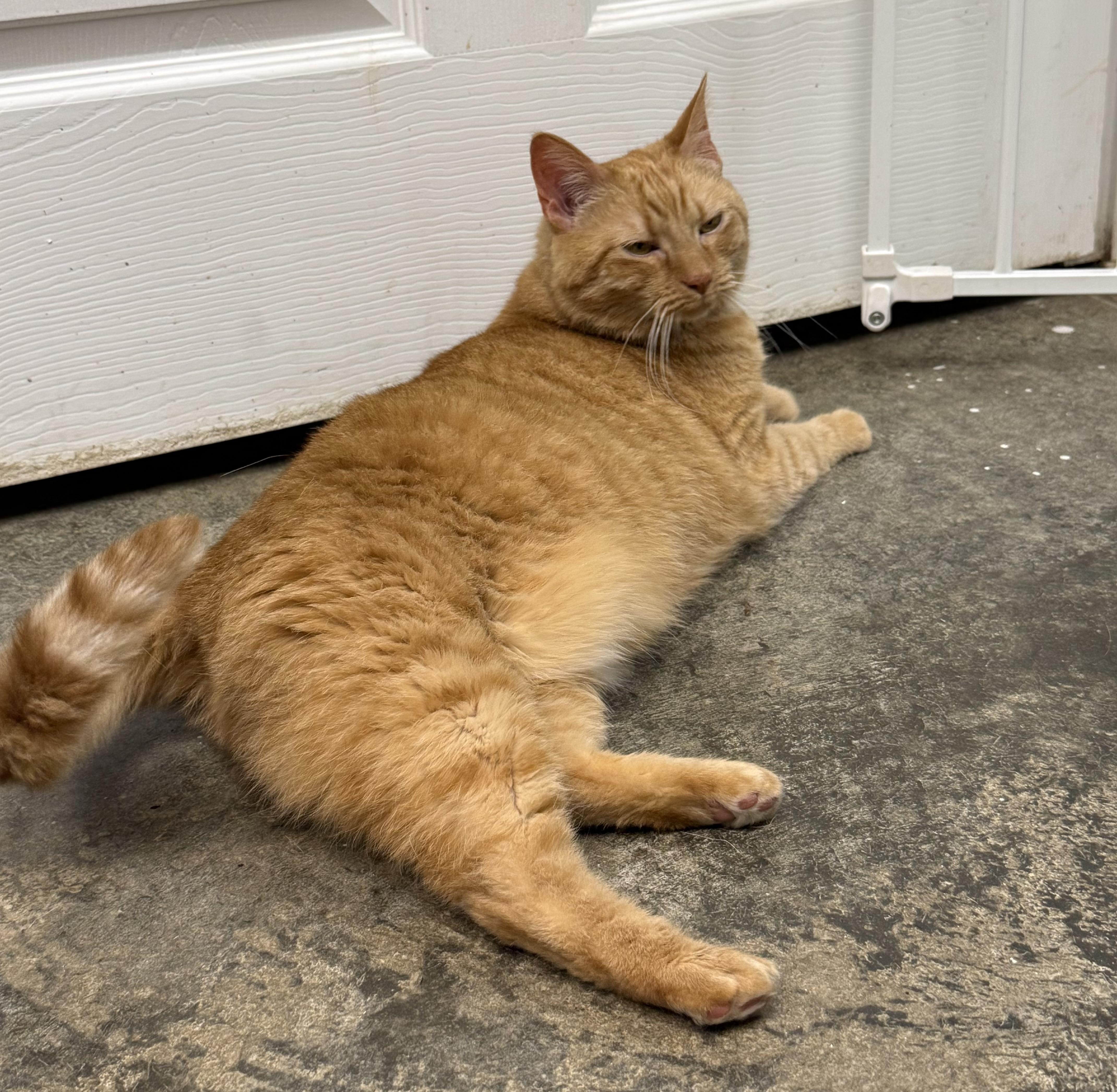 Enlarge Sky (Goldie), a Adoptable Domestic Short Hair in Dyersburg, TN image 5/6