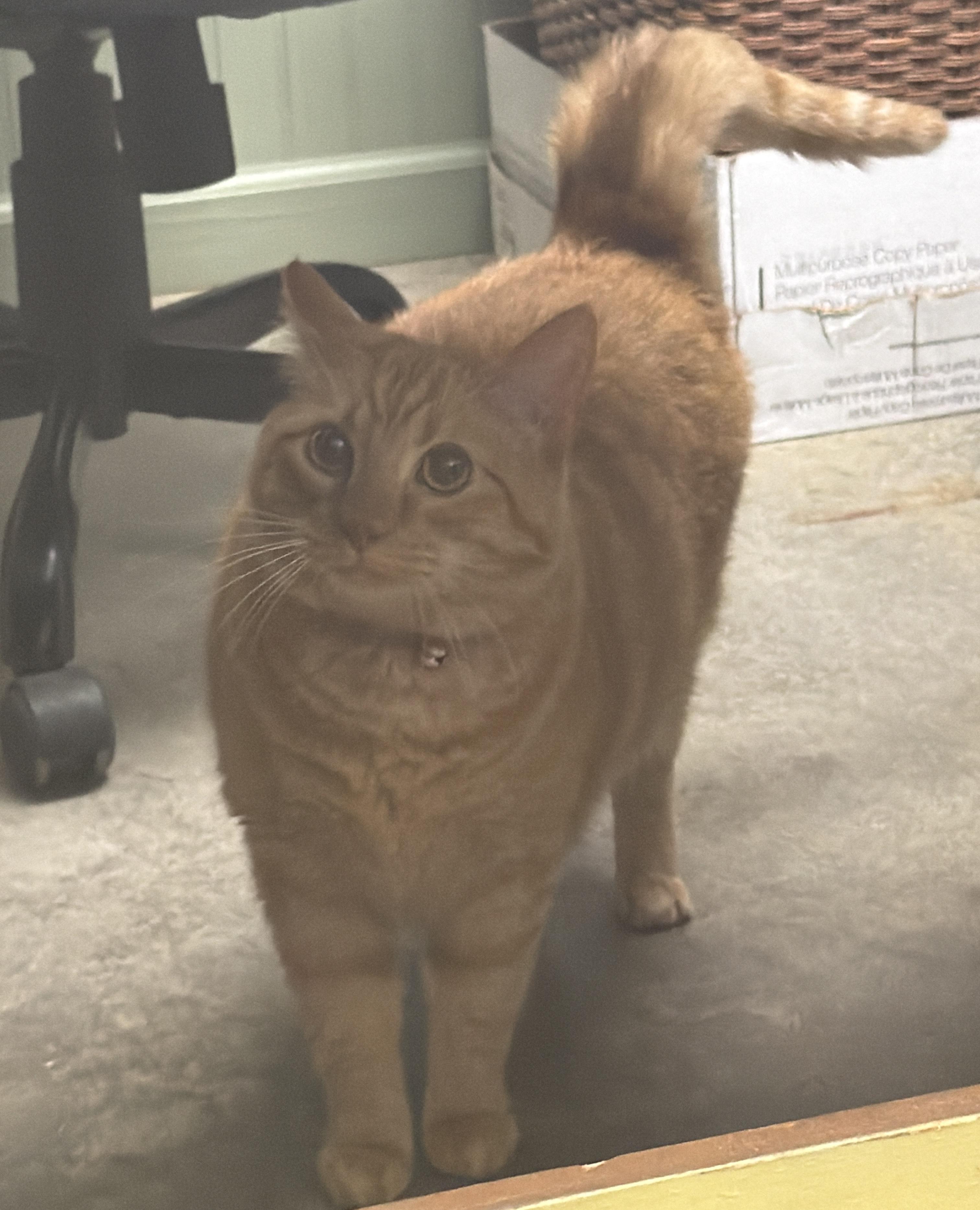Enlarge Sky (Goldie), a Adoptable Domestic Short Hair in Dyersburg, TN image 2/6