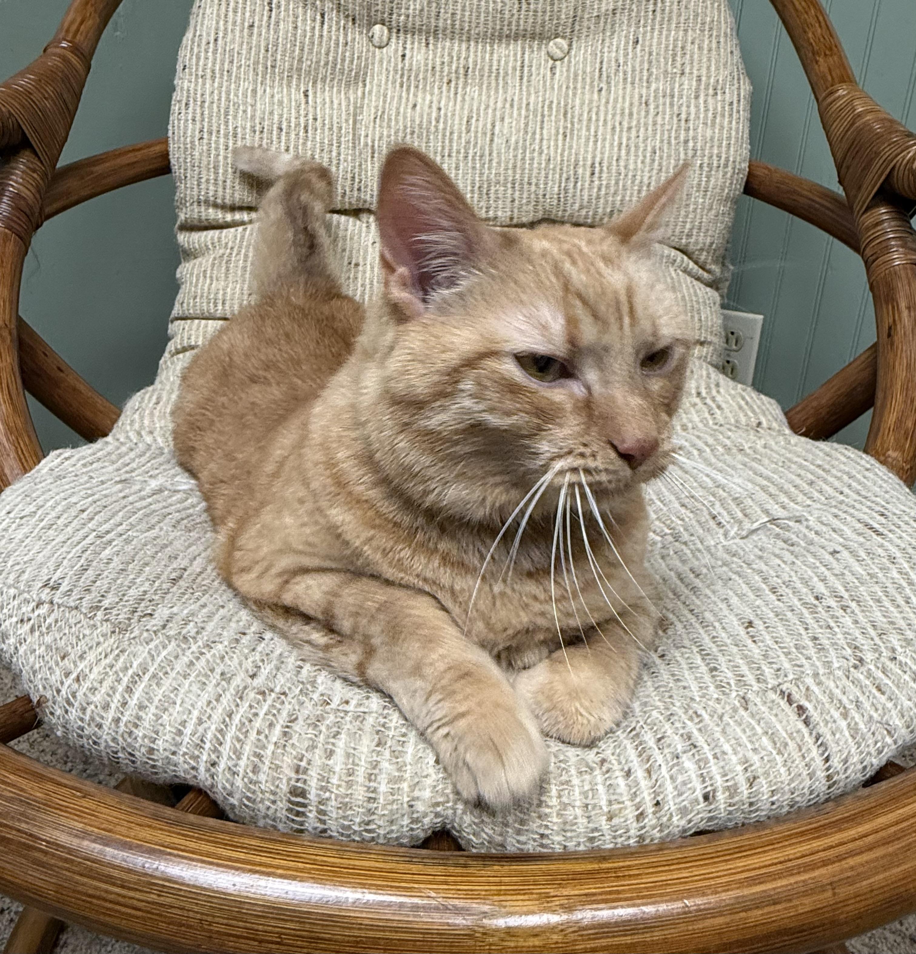 Enlarge Sky (Goldie), a Adoptable Domestic Short Hair in Dyersburg, TN image 3/6