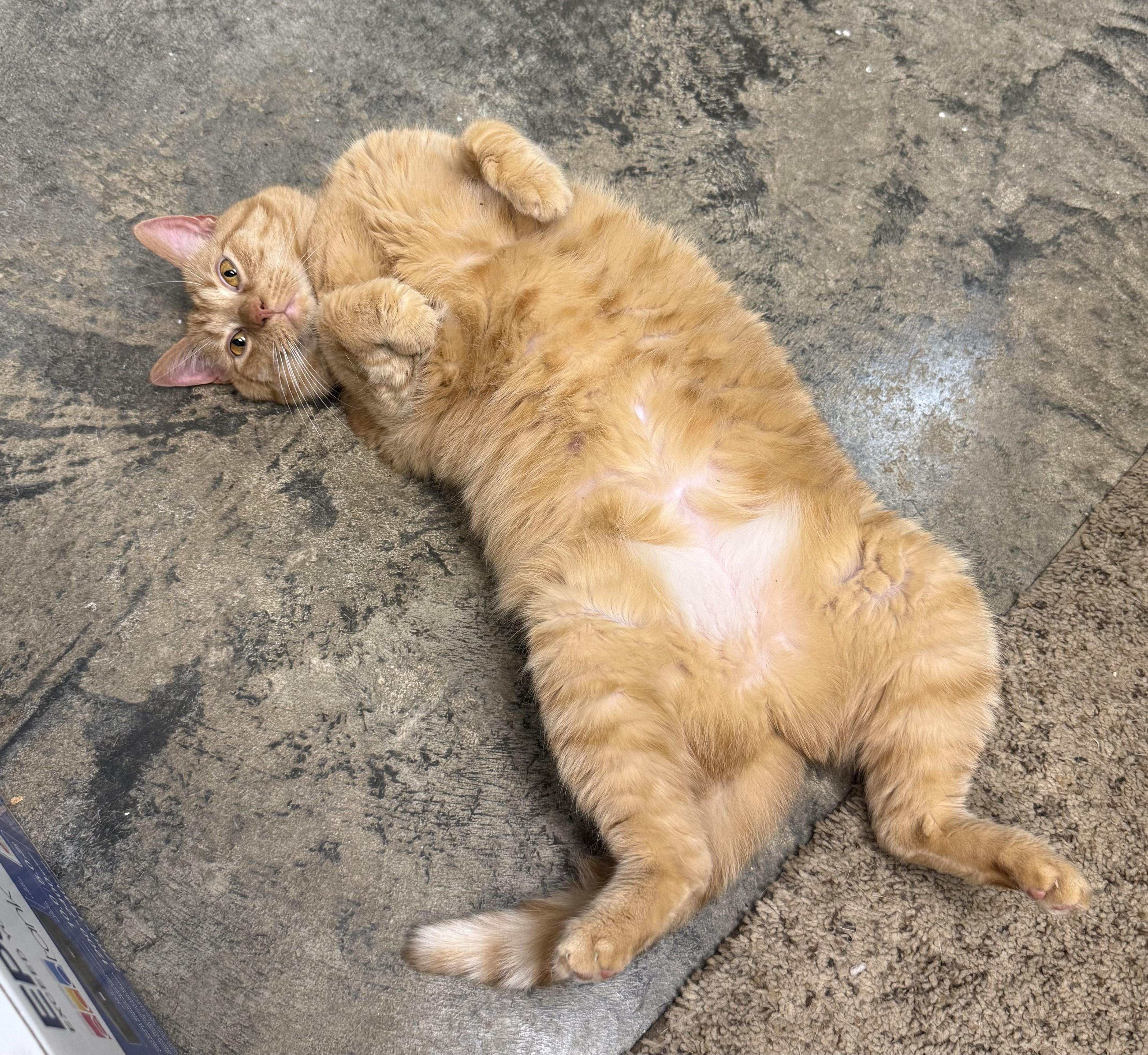 Sky (Goldie), Adoptable, Adult Female Domestic Short Hair.