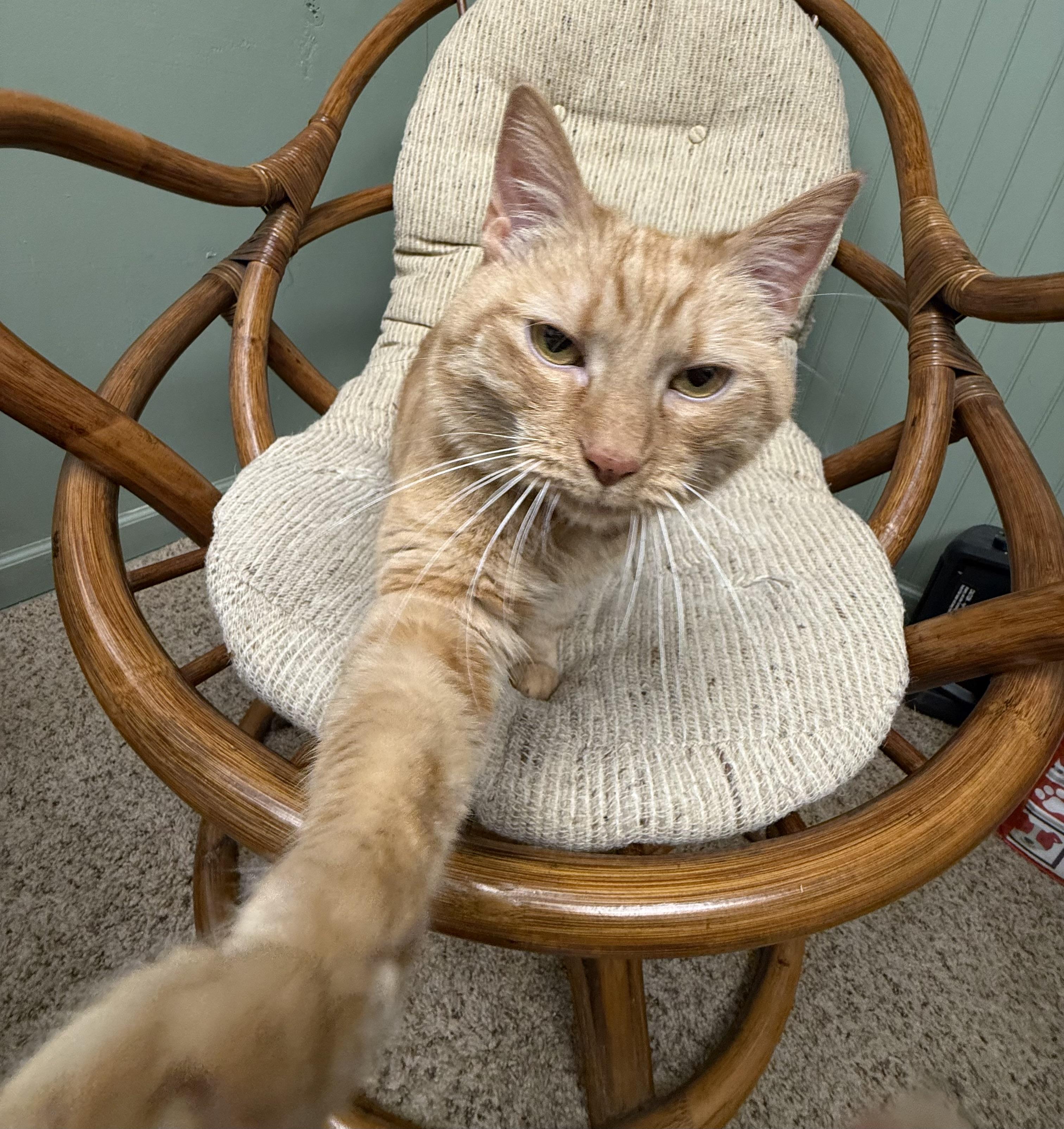 Enlarge Sky (Goldie), a Adoptable Domestic Short Hair in Dyersburg, TN image 4/6