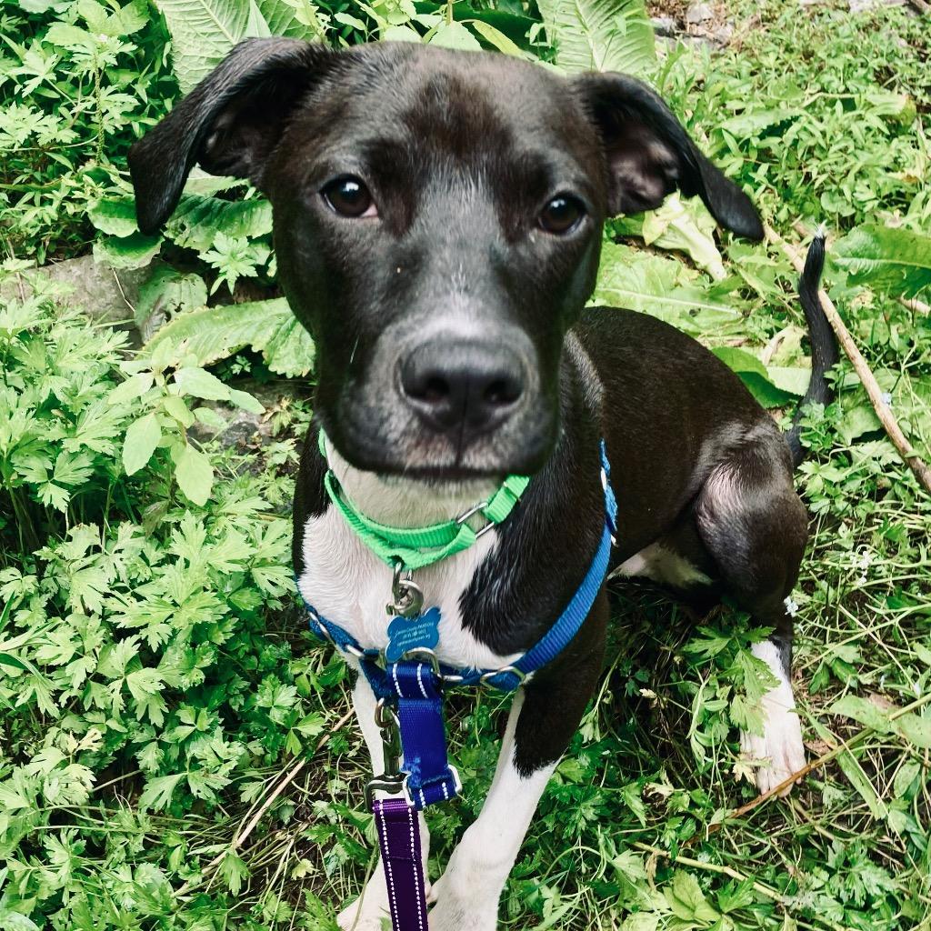 Twiggy, Adoptable, Young Male Mixed Breed.
