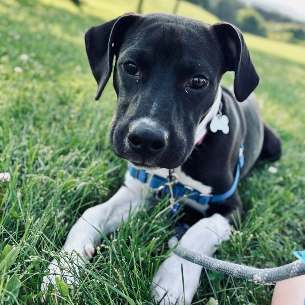 Enlarge Twiggy, a Adoptable Mixed Breed in State College, PA image 2/6