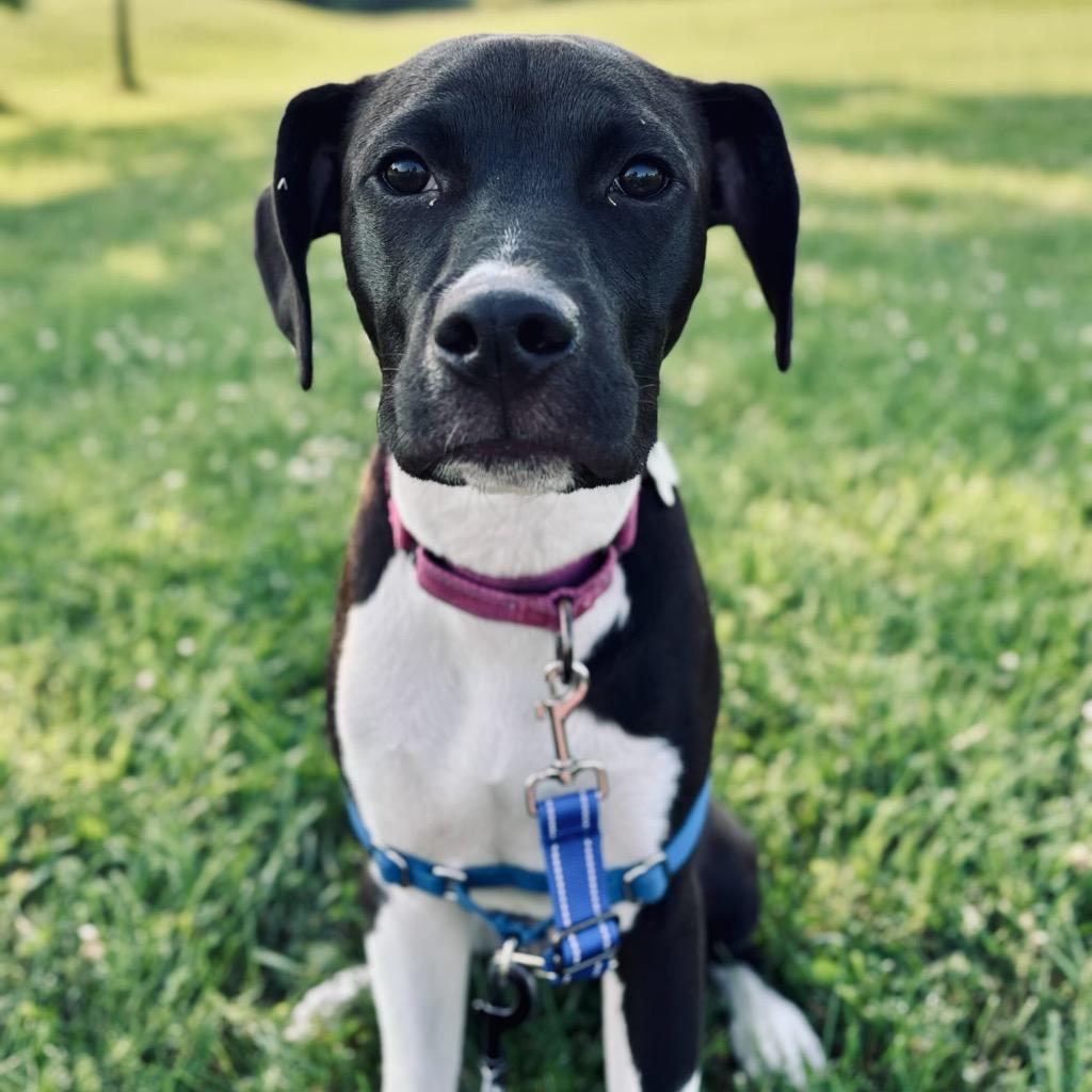 Enlarge Twiggy, a Adoptable Mixed Breed in State College, PA image 3/6