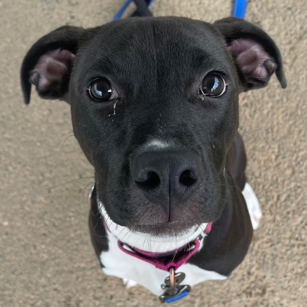 Enlarge Twiggy, a Adoptable Mixed Breed in State College, PA image 5/6