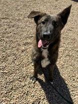 Enlarge Cheese Whiz, a Adoptable Mixed Breed in Fort Collins, CO image 1/6