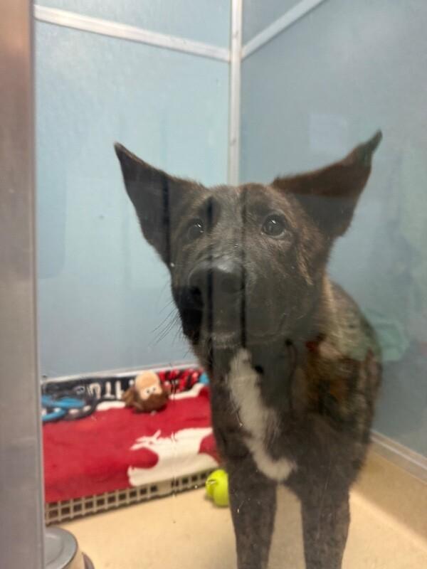 Enlarge Cheese Whiz, a Adoptable Mixed Breed in Fort Collins, CO image 2/6