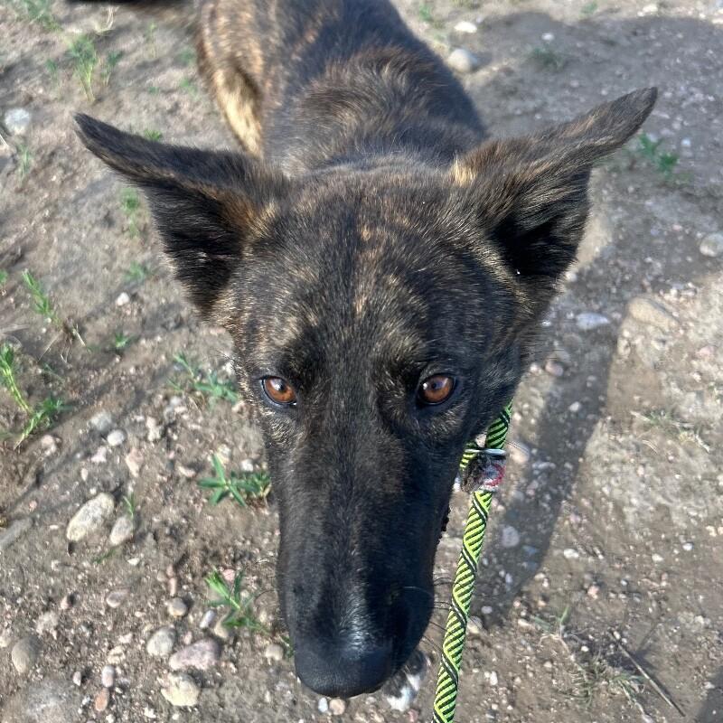 Enlarge Cheese Whiz, a Adoptable Mixed Breed in Fort Collins, CO image 3/6