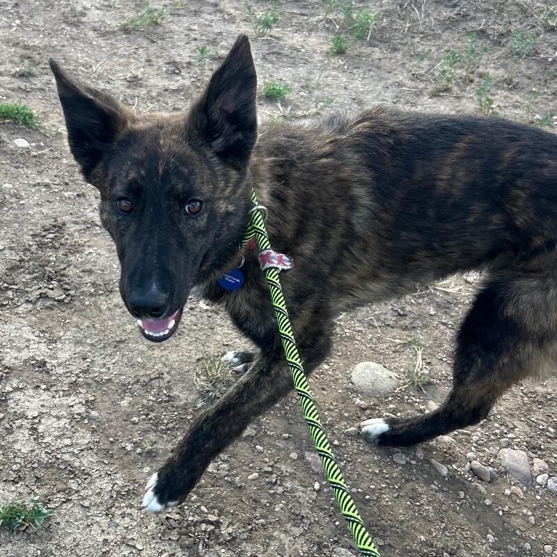 Enlarge Cheese Whiz, a Adoptable Mixed Breed in Fort Collins, CO image 4/6