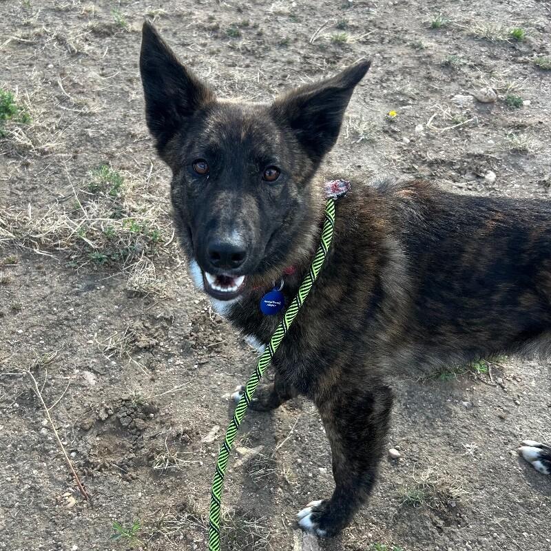 Enlarge Cheese Whiz, a Adoptable Mixed Breed in Fort Collins, CO image 5/6