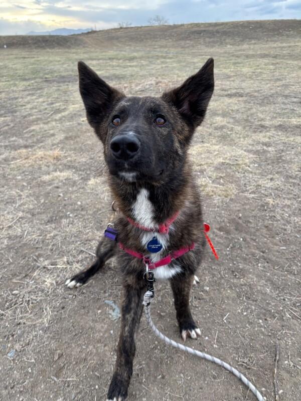 Enlarge Cheese Whiz, a Adoptable Mixed Breed in Fort Collins, CO image 6/6