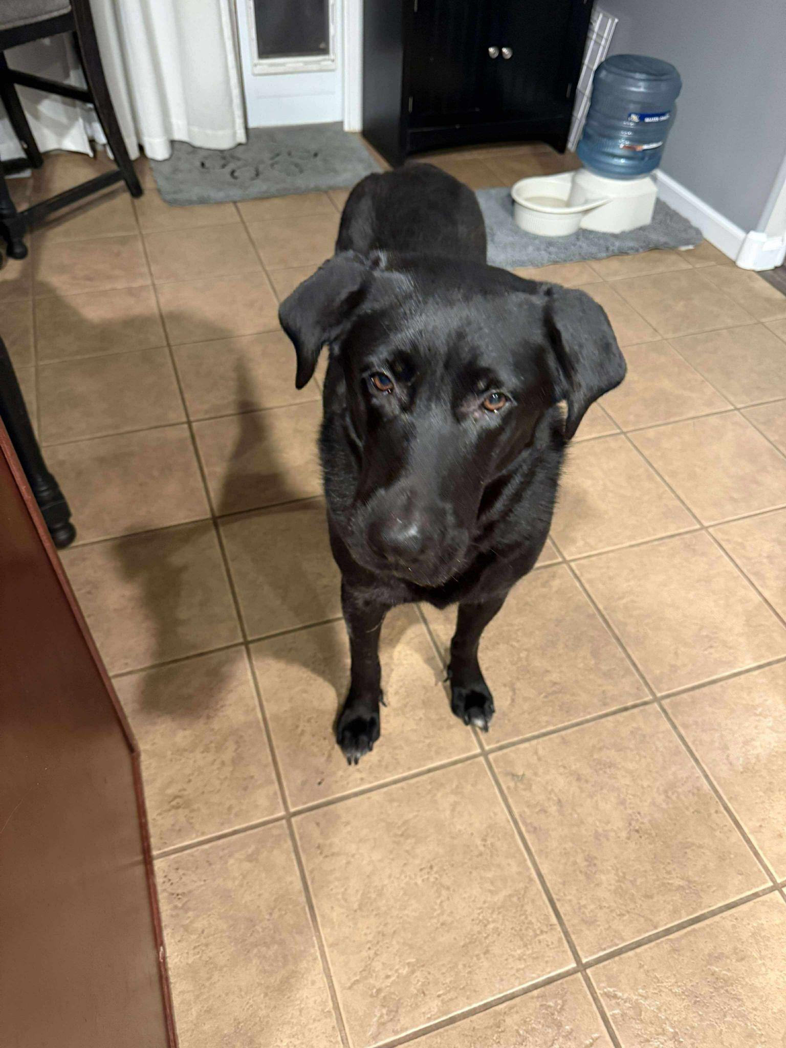 Bella, an adoptable Black Labrador Retriever in Grand Island, NE, 68801 | Photo Image 3