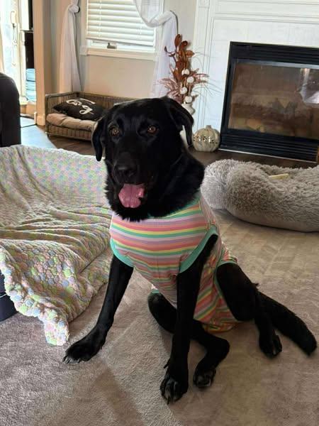 Bella, an adoptable Black Labrador Retriever in Grand Island, NE, 68801 | Photo Image 1